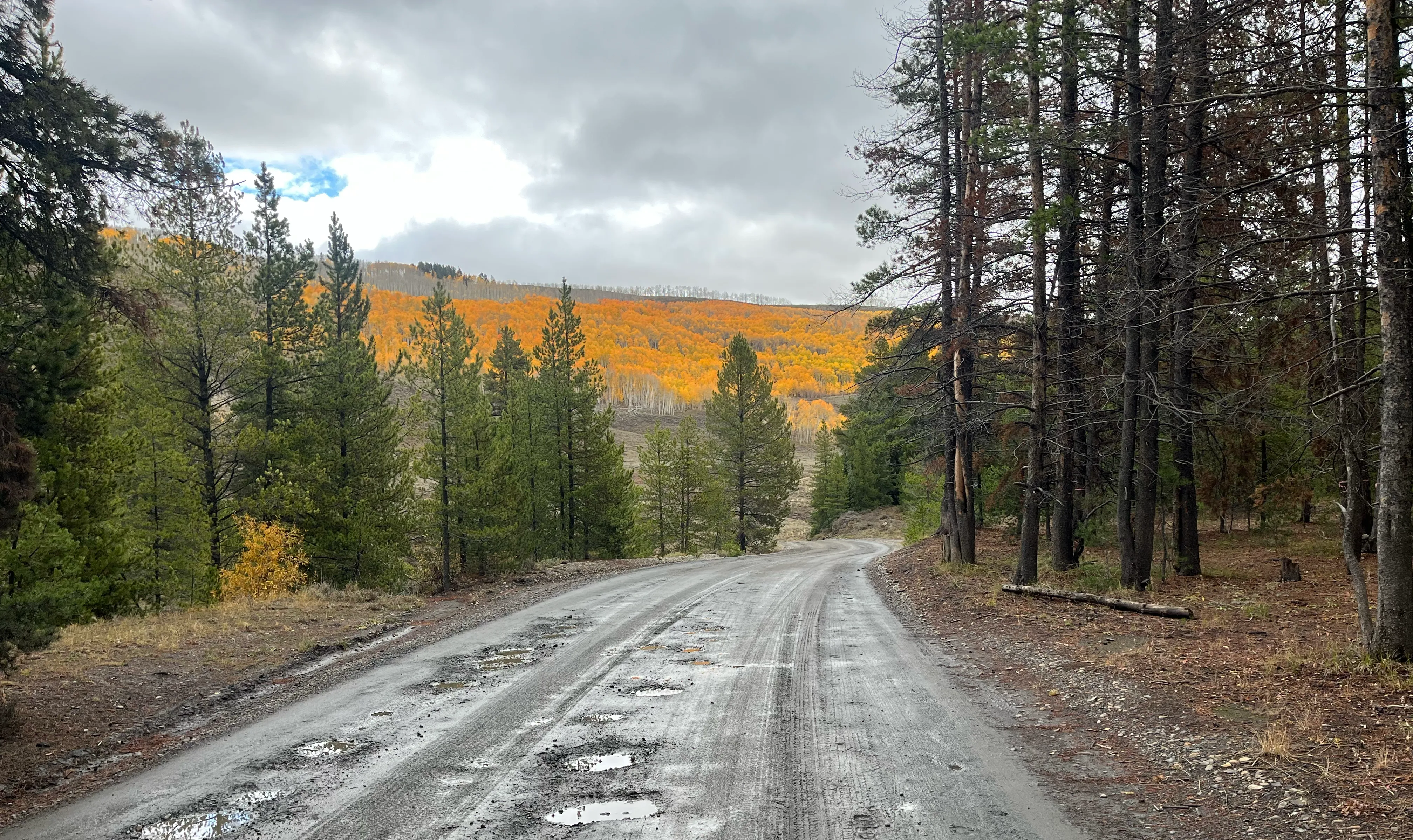 Road with fall-colored trees in the background in Colorado