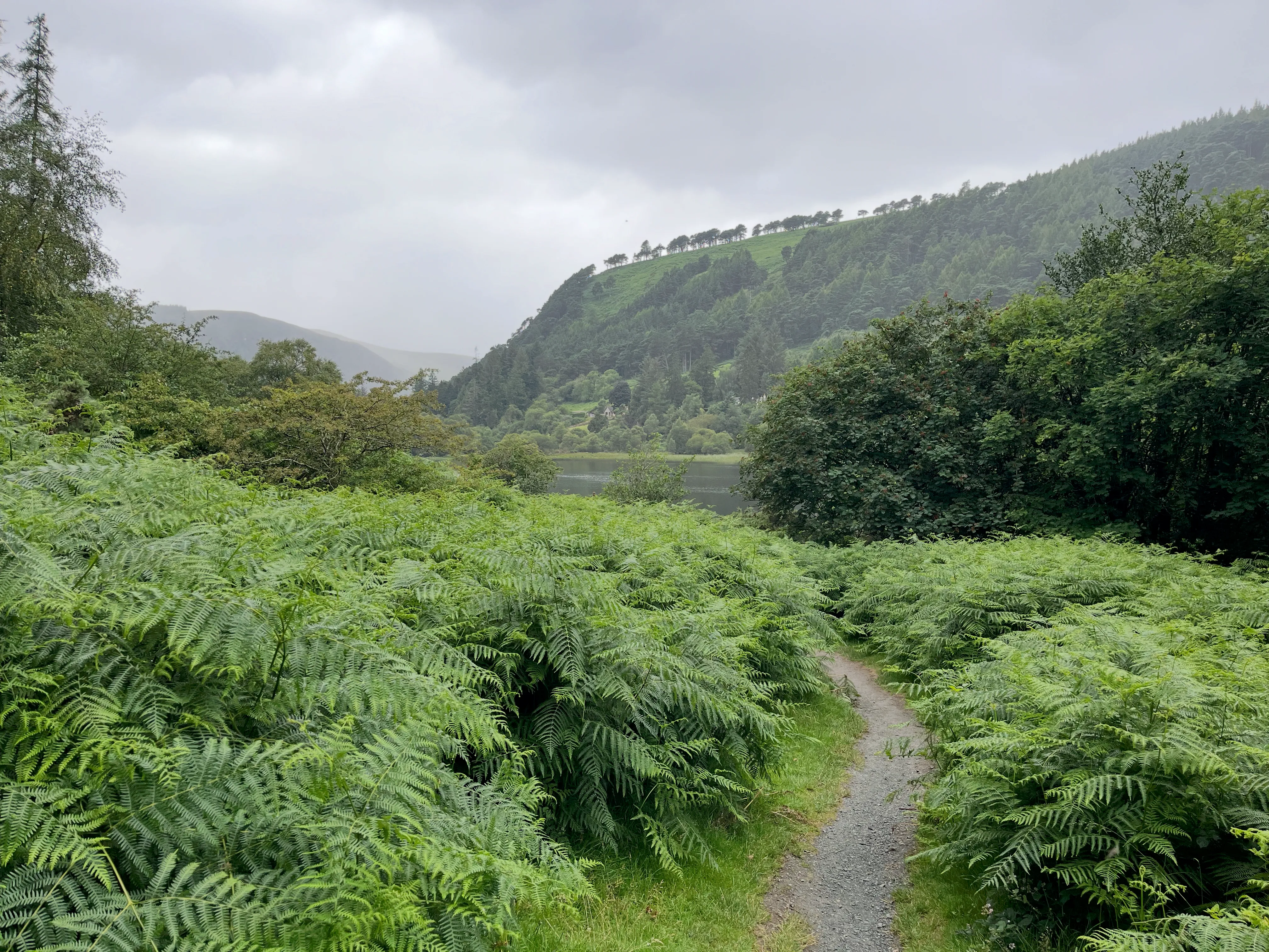 Greenery and lake in the Irish countryside